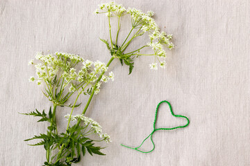 Withe flowers of hemlock-parsley (Conioselinum tataricum) and crochet hooks on rustic linnen background. Top view flatlay.