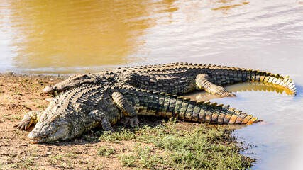 It's Crocodile lays on the coast of a lake
