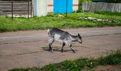 goat on the farm