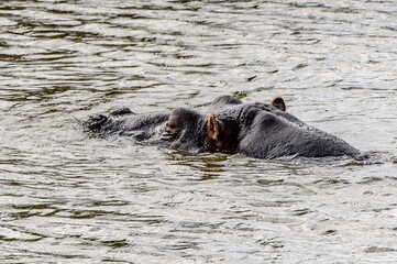 It's Hippo walks near a river