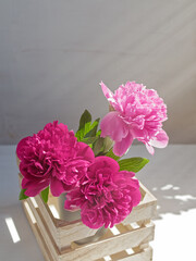 Fresh peonies are in a wooden box on a dark background. Drops of water are on the flower petals. Flower composition.