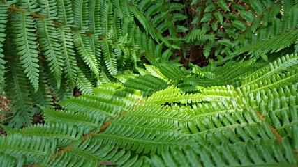 한라산 둘레길 천아숲길 고사리과 고비