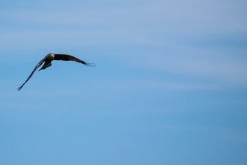 Black kite