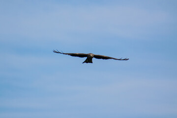 Black kite