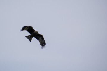 Black kite