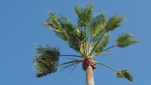 Tall palm trees in blue sky background bottom view