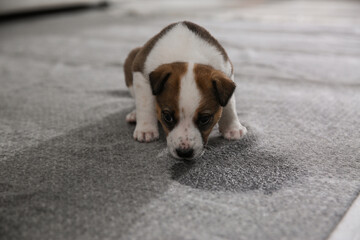 Adorable puppy near wet spot on carpet indoors