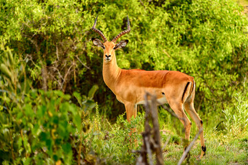 It's Antelope near the tree in the Moremi Game Reserve (Okavango River Delta), National Park, Botswana