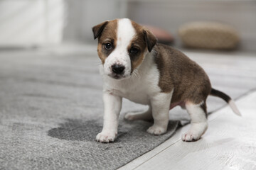 Adorable puppy near wet spot on carpet indoors