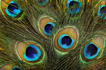 Background of beautiful peacock feathers