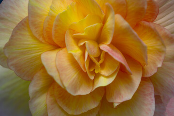 Beautiful orange begonia flower close up