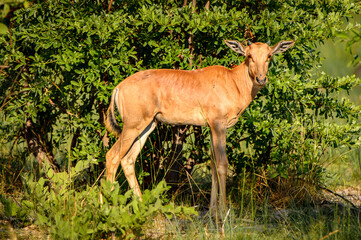 It's Antelope on the grass in the Moremi Game Reserve (Okavango River Delta), National Park, Botswana