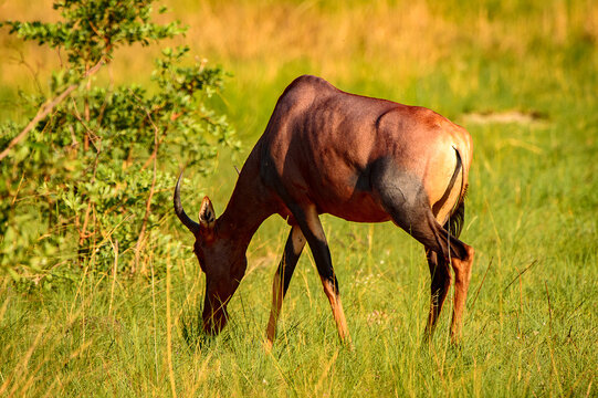 It's Antelope on the grass in the Moremi Game Reserve (Okavango River Delta), National Park, Botswana