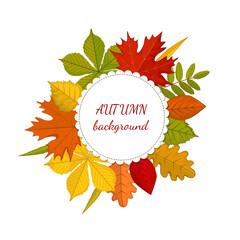 Round label with red, yellow, orange realistic autumn leaves. Autumn background text. Isolated on white background. Vector illustration