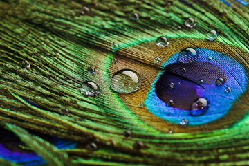 Background of peacock feather with water drops