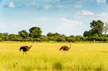 It's Ostriches in the Moremi Game Reserve (Okavango River Delta), National Park, Botswana