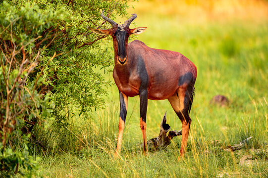 It's Antelope on the grass in the Moremi Game Reserve (Okavango River Delta), National Park, Botswana