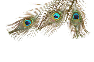 Obraz premium Peacock feathers isolated on white background