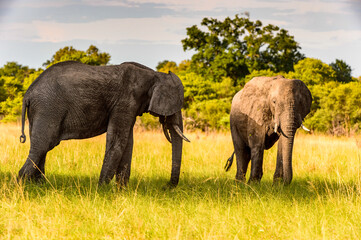 It's Couple of Elephants in the Moremi Game Reserve (Okavango River Delta), National Park, Botswana