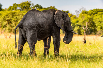 It's Elephant walks in the Moremi Game Reserve (Okavango River Delta), National Park, Botswana