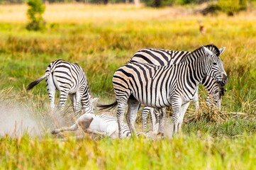Fototapeta na wymiar It's Zebras flock in the Moremi Game Reserve (Okavango River Delta), National Park, Botswana