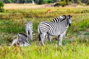 It's Zebras flock in the Moremi Game Reserve (Okavango River Delta), National Park, Botswana