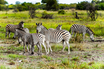Fototapeta na wymiar It's Zebra clpse view in the Moremi Game Reserve (Okavango River Delta), National Park, Botswana