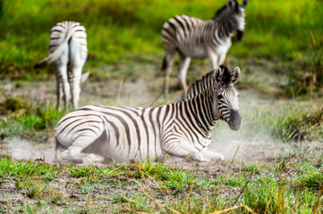 Obraz na płótnie Canvas It's Zebra clpse view in the Moremi Game Reserve (Okavango River Delta), National Park, Botswana