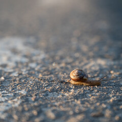 Snail on the road