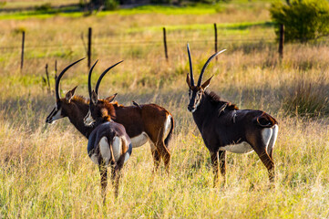 It's Antelope in the Moremi Game Reserve (Okavango River Delta), National Park, Botswana