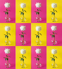 Fototapeta na wymiar Wild crazy pattern of peony flower in vase on pink and yellow background. Pop art, fashion, mind blowing, minimalism, blooming concept