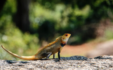 Oriental Garden Lizard on a rock