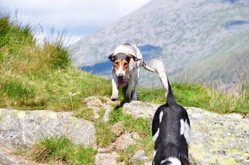 Dog in the Mountains