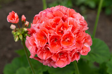 Salmon pink pelargonium flowers closeup. Garden pelargonium or Pelargonium zonale.