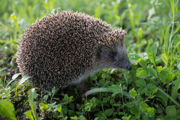 Hedgehog in the grass