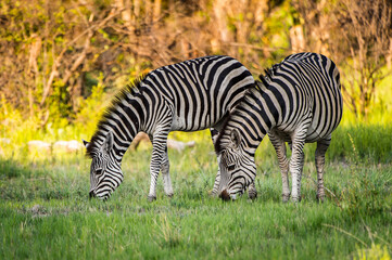 Fototapeta na wymiar It's Zebra eating grass in the Moremi Game Reserve (Okavango River Delta), National Park, Botswana