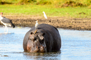 It's Hippopotamus in the lake with birds on his back, in the Moremi Game Reserve (Okavango River...
