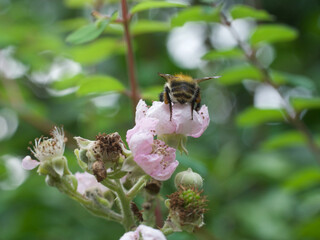 bumblebee on a blackberry flower Hummel auf einer Brombeere-Blüte, guten Appetit 