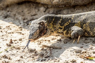 It's Monitor Lizard in the Moremi Game Reserve (Okavango River Delta), National Park, Botswana