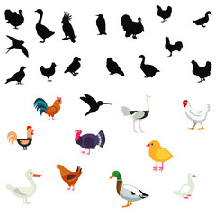 Different types of birds drawn on a white background
