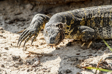 It's Monitor Lizard in the Moremi Game Reserve (Okavango River Delta), National Park, Botswana