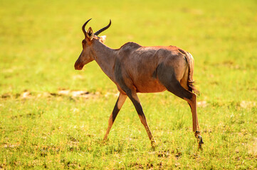 It's Antelope in the Moremi Game Reserve (Okavango River Delta), National Park, Botswana