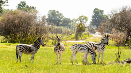 Obraz premium It's Zebra in the Moremi Game Reserve (Okavango River Delta), National Park, Botswana