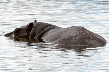Fototapeta premium It's Hippopotamus, in the Moremi Game Reserve (Okavango River Delta), National Park, Botswana