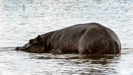 Fototapeta premium It's Hippopotamus, in the Moremi Game Reserve (Okavango River Delta), National Park, Botswana