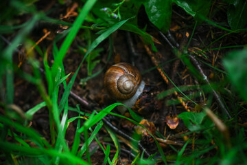 snail on a leaf