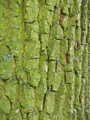 oak tree bark texture like wrinkles in the face or die falten des lebens spiegeln sich in dieser Eiche