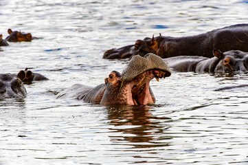 It's Hippopotamus with open mouth in the Moremi Game Reserve (Okavango River Delta), National Park,...