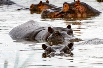 Fototapeta premium It's Scary Hippopotamus in the water, in the Moremi Game Reserve (Okavango River Delta), National Park, Botswana