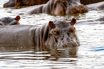 It's Scary Hippopotamus in the water, in the Moremi Game Reserve (Okavango River Delta), National Park, Botswana
